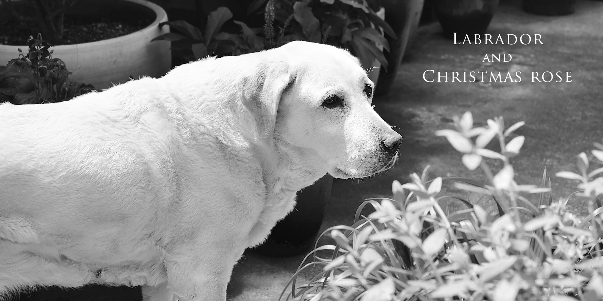 ラブラドールとクリスマスローズ