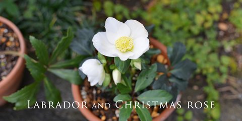 ラブラドールとクリスマスローズ