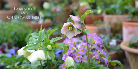 ラブラドールとクリスマスローズ