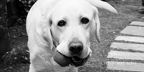ラブラドールとクリスマスローズ