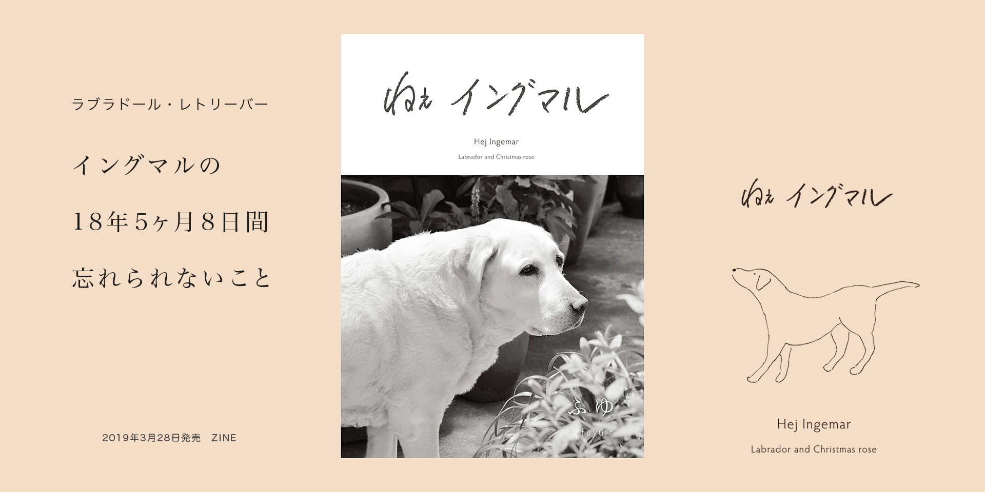 ラブラドールとクリスマスローズ